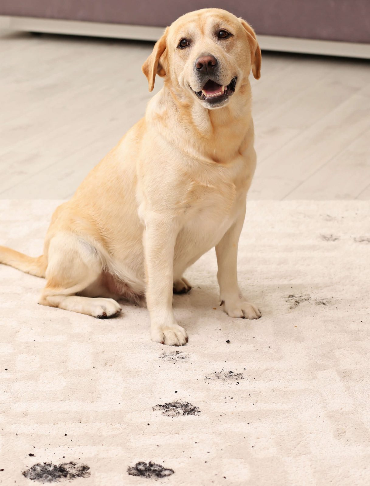 dog stain on rug Area Rugs Care Maintenance