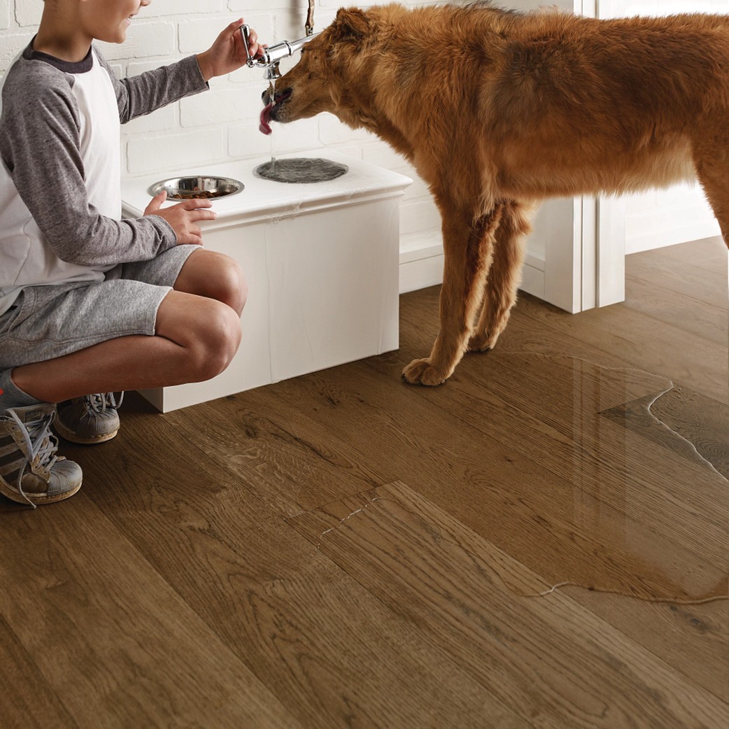 Floorte - Dog Eating making a mess | Color Interiors