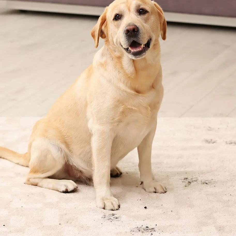 AccidentsHappen-AreaRug-Care Area Rug Mud Stains | Color Interiors