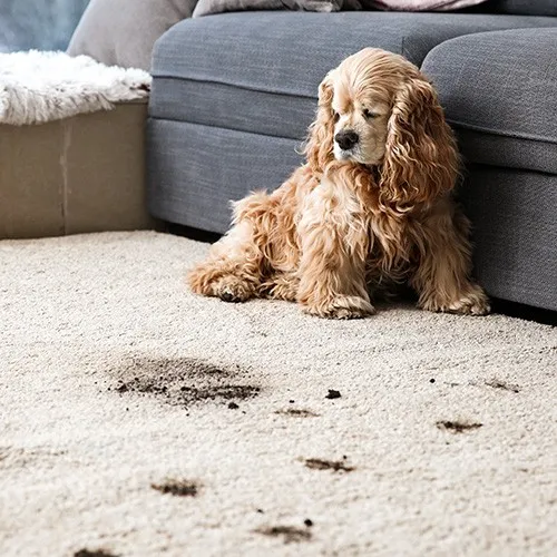 Carpet-Bonus-Tips Carpet Care | Color Interiors