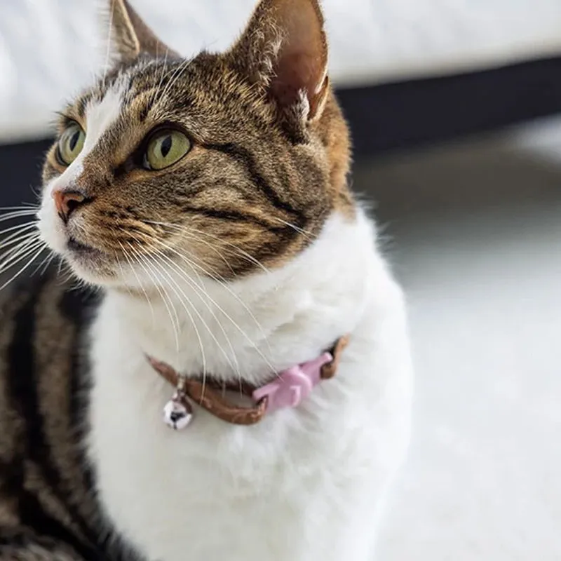 PetPerfect-Cat