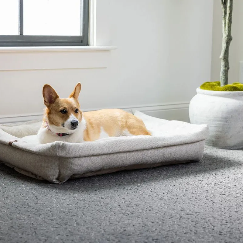 PetPerfect-Dog