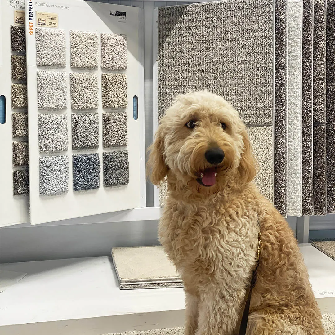 PetPerfect-Doodle