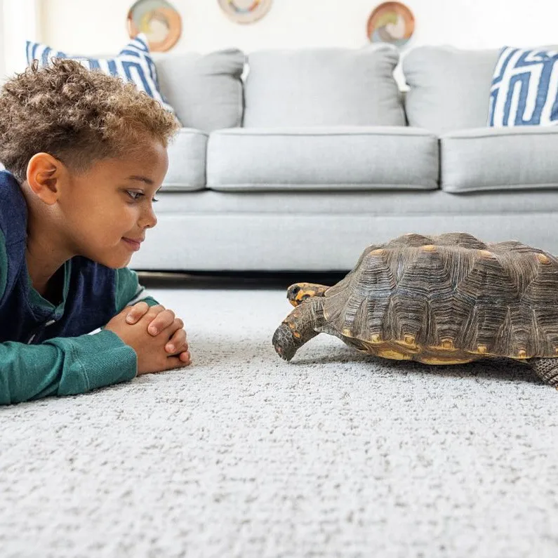 PetPerfect-Turtle