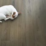 Pet Friendly Hardwood Flooring | Color Interiors